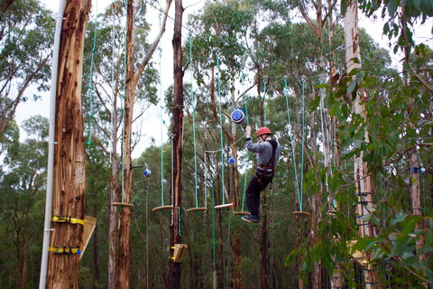 Kinglake Forest Adventures - Tourism Caloundra 0