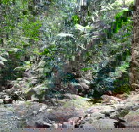 Lyrebird track - Tourism Caloundra