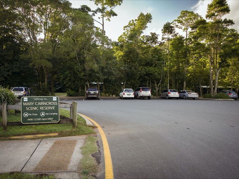 Mary Cairncross Scenic Reserve Rainforest Walk - Tourism Caloundra 1