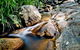 Mothar Mountain Rockpools - thumb 1