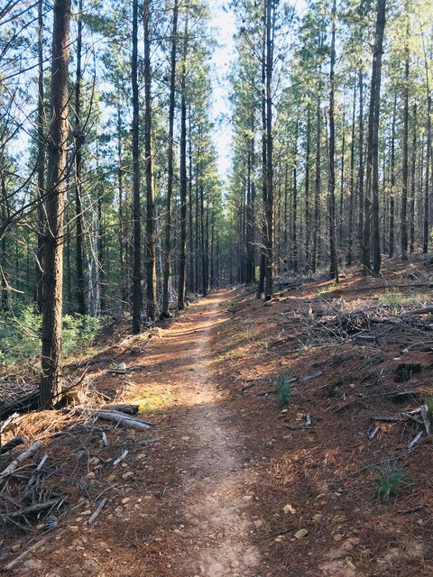 Mountain Bike Trails Tumbarumba - Tourism Caloundra 1