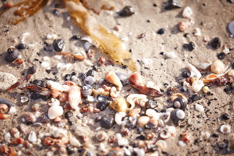 Mushroom Reef Beach - Tourism Caloundra 1