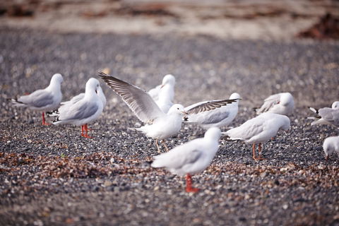 Mushroom Reef Beach - Tourism Caloundra 2