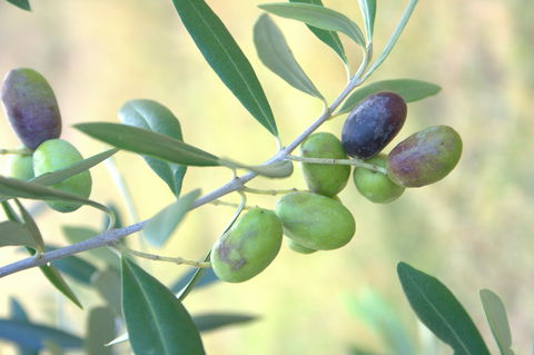 Olives Of Beaulieu - Tourism Caloundra 2