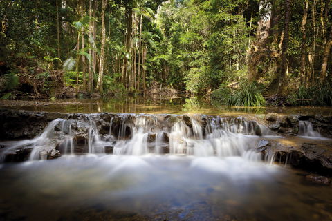 Orara East State Forest - Tourism Caloundra 2