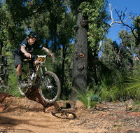 Scorpion Trail Kalamunda Mountain Bike Trails - Tourism Caloundra
