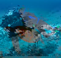 Second Reef Dive Site - Tourism Caloundra