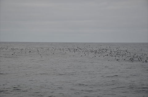 Settlement Point Viewing Platform - Tourism Caloundra 1