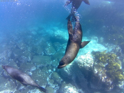 Snorkelling Montague Island - Tourism Caloundra 1
