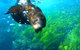 Snorkelling Montague Island - thumb 2