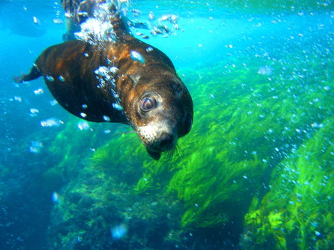Snorkelling Montague Island - Tourism Caloundra 2