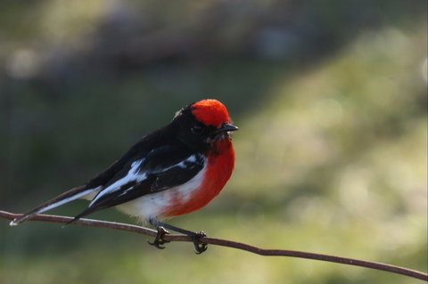 Weddin Bird Trails - Tourism Caloundra 0