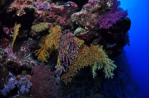 Around The Bend Dive Site - Tourism Caloundra 0