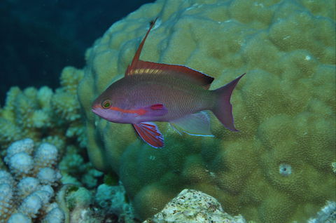 Around The Bend Dive Site - Tourism Caloundra 1