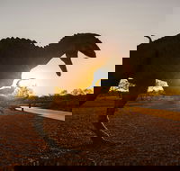 Australian Dinosaur Trail - Tourism Caloundra