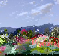 Blue Lotus Water Garden - Tourism Caloundra