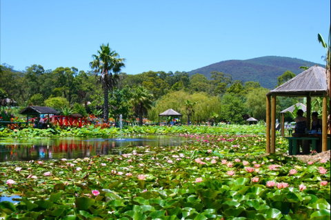 Blue Lotus Water Garden - Tourism Caloundra 1