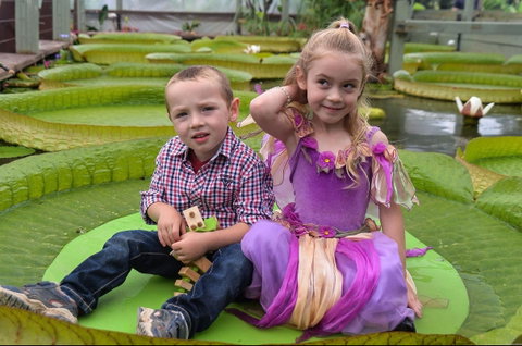 Blue Lotus Water Garden - Tourism Caloundra 2