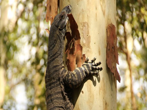 Blue Gum Hills Regional Park - Tourism Caloundra 0
