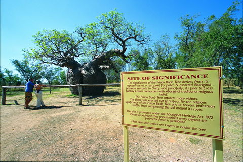 Boab Prison Tree - Tourism Caloundra 0
