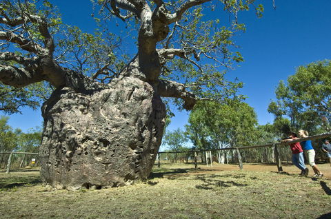 Boab Prison Tree - Tourism Caloundra 1