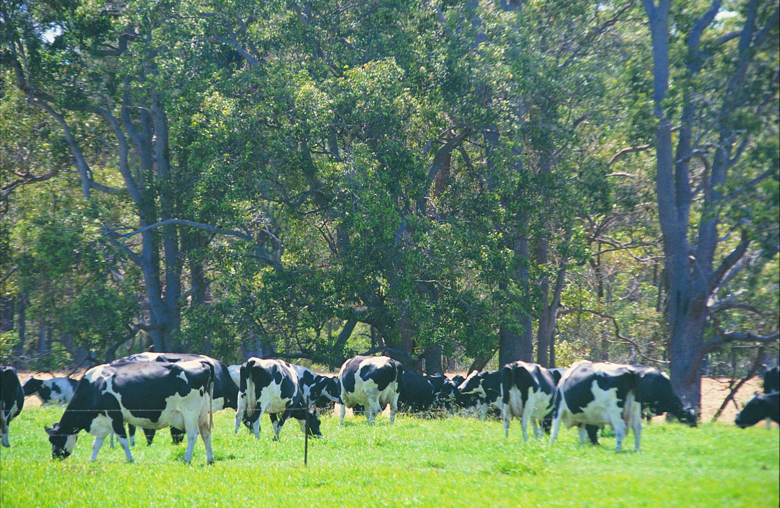 Boyanup WA Tourism Caloundra