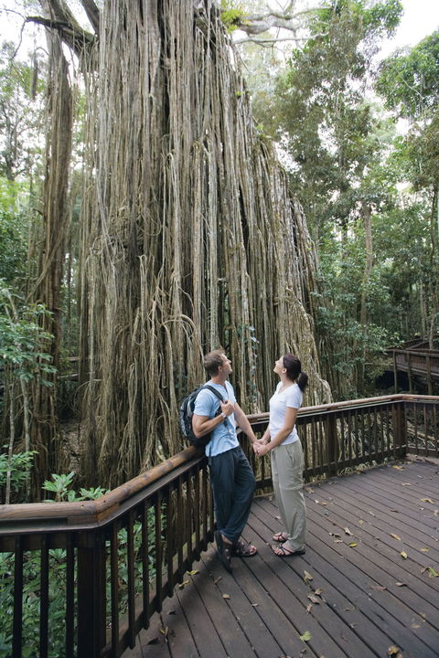 Curtain Fig Tree, Yungaburra - Tourism Caloundra 0