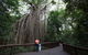 Curtain Fig Tree, Yungaburra - thumb 1