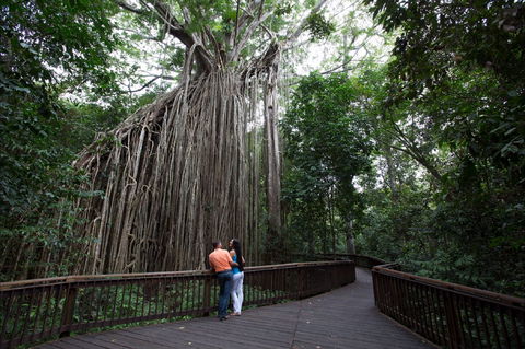 Curtain Fig Tree, Yungaburra - Tourism Caloundra 1