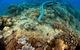 Egg Rock Dive Site - thumb 1