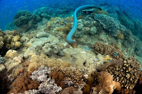 Egg Rock Dive Site - Tourism Caloundra 1