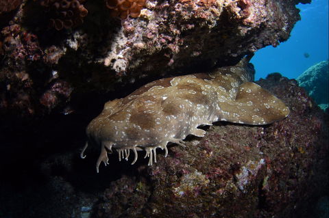 Egg Rock Dive Site - Tourism Caloundra 2