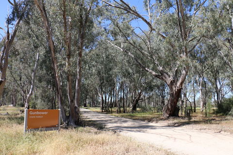 Gunbower Island Forest Drive - Tourism Caloundra 2