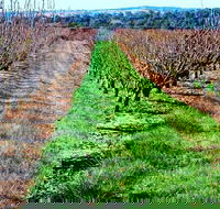 Hall Family Orchards - Tourism Caloundra