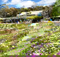 Kate's Berry Farm - Tourism Caloundra