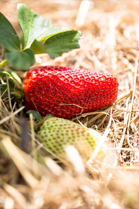 Kate's Berry Farm - Tourism Caloundra 2