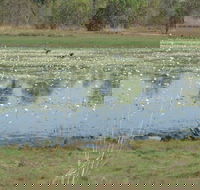 Leaning Tree Lagoon Nature Park - Tourism Caloundra
