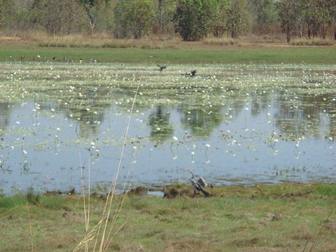 Leaning Tree Lagoon Nature Park - Tourism Caloundra 0