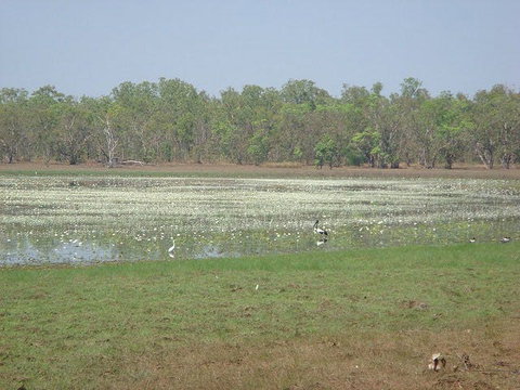 Leaning Tree Lagoon Nature Park - Tourism Caloundra 1