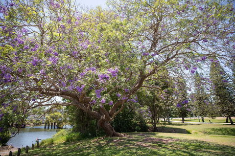 Leis Park - Tourism Caloundra 0