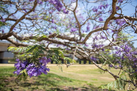 Leis Park - Tourism Caloundra 2