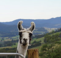 Llama Walks Tasmania - Tourism Caloundra