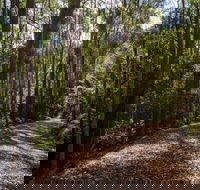 Myrtle Scrub Scenic Drive - Tourism Caloundra