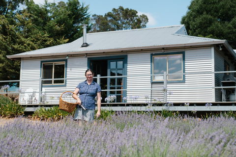 Nannup Lavender Farm - Tourism Caloundra 1