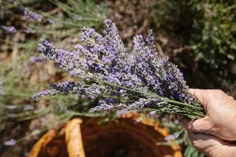 Nannup Lavender Farm - Tourism Caloundra 2