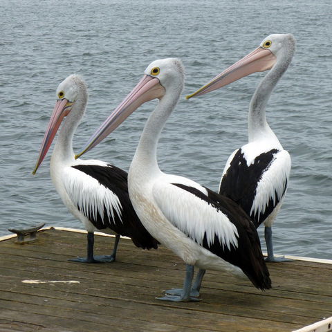 Pelican Feeding - Tourism Caloundra 0