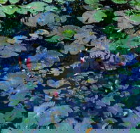 Pine Creek Water Gardens - Tourism Caloundra
