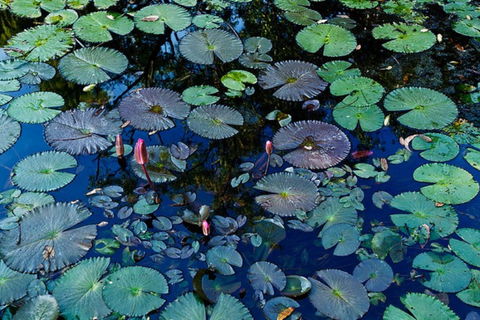 Pine Creek Water Gardens - Tourism Caloundra 0