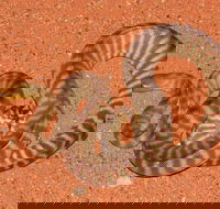 Red Desert Reptiles - Tourism Caloundra