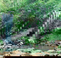Tamborine National Park - Tourism Caloundra